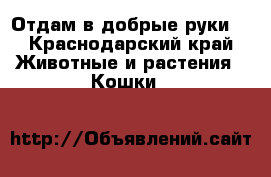 Отдам в добрые руки  - Краснодарский край Животные и растения » Кошки   